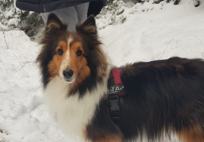 2023 Hundewanderung zur Wolfssäule