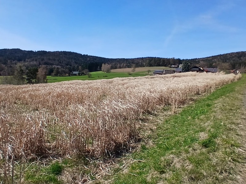 whatsapp image 2026 04 06 at.35.08